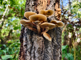Группа съедобных медоносных грибов Armillaria mellea на коре сосны в лесу - Serg Zastavkin