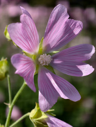 Фотография цветов мальвы Malva sylvestris крупным планом. Естественный цветочный фон - Serg Zastavkin