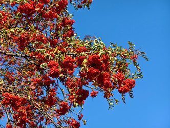 Красные гроздья ягод рябины Sorbus aucuparia на фоне голубого неба - Serg Zastavkin
