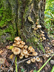 Группа съедобных медоносных грибов Armillaria mellea на коре дерева в лесу - Serg Zastavkin