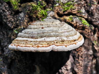 Fomitopsis pinicola, грибок, вызывающий гниение стеблей на коре ствола сосны - Serg Zastavkin