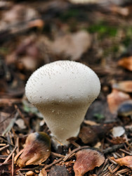 Фотография крупным планом съедобного гриба Lycoperdon perlatum, известного в лесу как обыкновенный буревестник - Serg Zastavkin