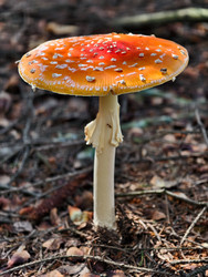Фотография крупным планом ядовитого красного мухомора или Amanita muscaria, растущего в лесу. Естественный фон - Serg Zastavkin