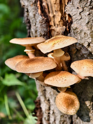 Группа съедобных медоносных грибов Armillaria mellea на коре сосны в лесу - Serg Zastavkin