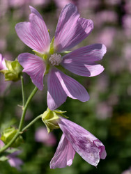 Фотография цветов мальвы Malva sylvestris крупным планом. Естественный цветочный фон - Serg Zastavkin