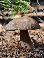 Королевский белый гриб Boletus reticulatus, растущий в лесу. Естественный фон - Serg Zastavkin