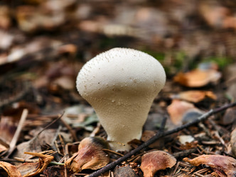 Фотография крупным планом съедобного гриба Lycoperdon perlatum, известного в лесу как обыкновенный буревестник - Serg Zastavkin