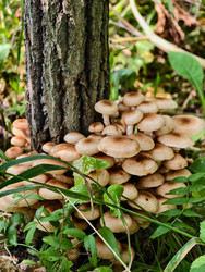 Группа съедобных опят Armillaria mellea у подножия сосны в лесу - Serg Zastavkin