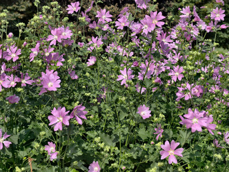 Фотография кустов мальвы Malva sylvestris с цветами. Естественный цветочный фон - Serg Zastavkin