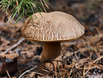 Королевский белый гриб Boletus reticulatus, растущий в лесу. Естественный фон - Serg Zastavkin