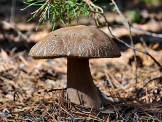 Королевский белый гриб Boletus reticulatus, растущий в лесу. Естественный фон - Serg Zastavkin