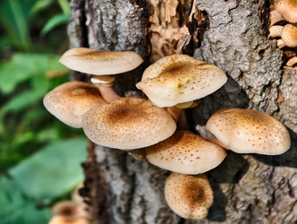 Группа съедобных медоносных грибов Armillaria mellea на коре сосны в лесу - Serg Zastavkin