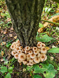Группа съедобных опят Armillaria mellea у подножия сосны в лесу - Serg Zastavkin