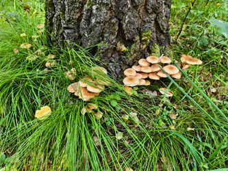 Группа съедобных опят Armillaria mellea у подножия сосны в лесу - Serg Zastavkin