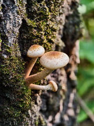 Группа съедобных медоносных грибов Armillaria mellea на коре дерева в лесу - Serg Zastavkin