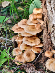 Группа съедобных медоносных грибов Armillaria mellea на коре дерева в лесу - Serg Zastavkin