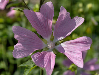 Фотография цветков мальвы Malva sylvestris крупным планом. Естественный цветочный фон - Serg Zastavkin