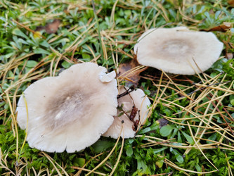 Говорушка дымчатая (лат. Clitocybe nebularis) - bykgeniy