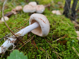 Ядовитый Шампиньон желтокожий (Agaricus xanthodermus) - bykgeniy
