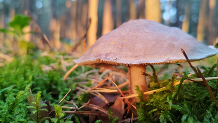 Паутинник благородный Cortinarius gentilis - bykgeniy