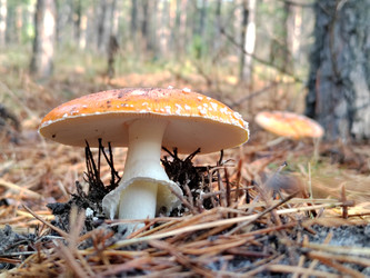 Мухомор красный (Amanita muscaria) — классический вариант с ярко-красной или оранжево-красной шляпкой и белыми хлопьями - bykgeniy