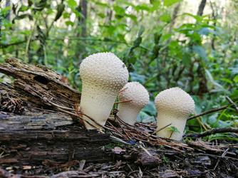Гриб Дождевик шиповатый (Lycoperdon perlatum) в лесу. Грибы в лесу, дождевики - Sveetlana