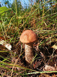 Гриб подберезовик выросший у березы (Leccinum scabrum) - Sveetlana