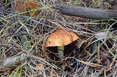 Гриб масленок в лесу. Грибы маслята (лат. Suillus luteus). Грибной сезон, грибы в лесу - Sveetlana