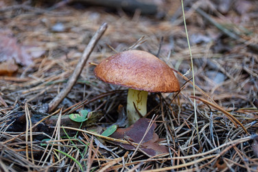 Гриб масленок в лесу. Грибы маслята (лат. Suillus luteus). Грибной сезон, грибы в лесу - Sveetlana