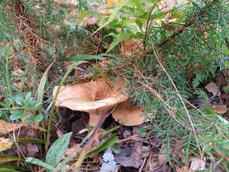 Волнушки (Lactarius) — два гриба с воронковидными коричневыми шляпками, растущие среди густой хвои, мха и опавших листьев на лесной подстилке, макросъемка лесных грибов - Mihail_direct