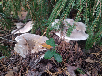 Рядовки (Tricholoma) или подгруздки (Russula delica) — группа грибов со светло-серыми/бежевыми шляпками, растущих под еловыми ветвями на лесной подстилке среди иголок и опавших листьев, макросъемка - Mihail_direct
