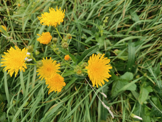 Осот полевой (Sonchus arvensis) — многолетний сорняк с ярко-желтыми соцветиями-корзинками, похожими на одуванчики, растущий на лугу среди зеленой травы, макросъемка дикорастущего растения семейства Астровые - Mihail_direct