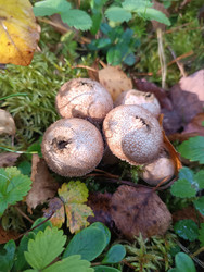 Дождевик жемчужный (Lycoperdon perlatum) — группа шаровидных грибов с характерной зернистой/шиповатой белой поверхностью, растущих на лесной подстилке среди мха, опавших листьев и зеленых растений, макросъемка - Mihail_direct