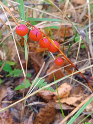 Ягоды ландыша майского (Convallaria majalis) — оранжево-красные шаровидные ядовитые ягоды на тонком стебле среди травы и опавших листьев, макросъемка - Mihail_direct