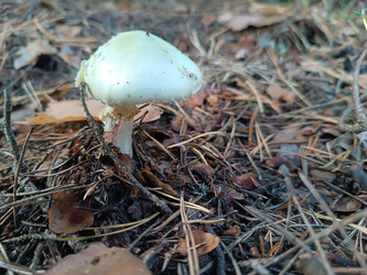 Мухомор вонючий (Amanita virosa) или бледная поганка белой формы (Amanita phalloides var. Alba) — смертельно ядовитый белый гриб с полусферической шляпкой и кольцом на ножке, растущий в хвойном лесу среди сосновых иголок и опавших листьев, макросъемка - Mihail_direct