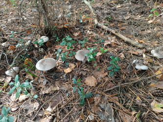 Рядовки (Tricholoma) — группа грибов с серовато-коричневыми шляпками, растущих на лесной подстилке среди сосновых иголок, опавших листьев и черники/брусники в сосновом лесу, макросъемка - Mihail_direct