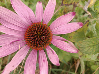 Эхинацея пурпурная (Echinacea purpurea) — розово-пурпурные лепестки с характерной колючей оранжево-коричневой серединкой (конусом из трубчатых цветков), макросъемка лекарственного и декоративного растения семейства Астровые - Mihail_direct