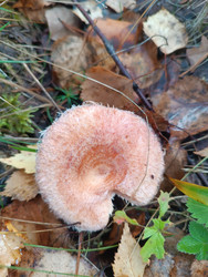 Макросъемка волнушки розовой (Lactarius torminosus) — условно-съедобного гриба семейства Сыроежковые. Характерная воронковидная шляпка розово-персикового цвета с концентрическими зонами и опушенными краями. Гриб растет на лесной подстилке среди опавших ли - Mihail_direct