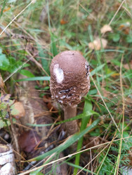 Молодой гриб-зонтик (Macrolepiota) — яйцевидная шляпка с коричневыми чешуйками на светлом фоне, растущий на лесной подстилке среди травы, макросъемка съедобного лесного гриба - Mihail_direct