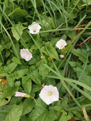 Вьюнок полевой (Convolvulus arvensis) — белые/бледно-розовые воронковидные цветы с сердцевидными листьями, растущие среди травы и зелени, макросъемка дикорастущего вьющегося растения - Mihail_direct