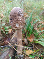 Молодой гриб-зонтик пестрый (Macrolepiota procera) — яйцевидная шляпка с коричневыми чешуйками и характерным змеевидным узором на ножке, растущий на лесной подстилке среди травы, макросъемка съедобного гриба - Mihail_direct