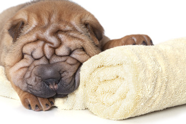 расслабляющий щенок шарпея - alkir