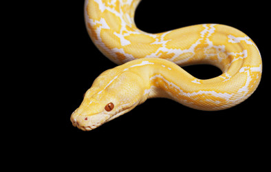 тигр-альбинос, питон-змея поверх черного - alkir