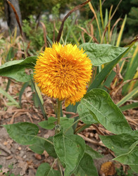 Махровый подсолнух (Helianthus annuus, махровая форма) — декоративный сорт с пышным шарообразным соцветием из множества желто-оранжевых лепестков, напоминающим помпон, крупные зеленые листья, макросъемка садового растения семейства Астровые - Mihail_direct