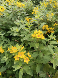 Вербейник точечный (Lysimachia punctata) — многолетний декоративный многолетник с ярко-желтыми звездчатыми цветками с оранжево-красным центром, собранными в кистевидные соцветия в пазухах листьев, зеленые листья, макросъемка садового растения семейства Пе - Mihail_direct