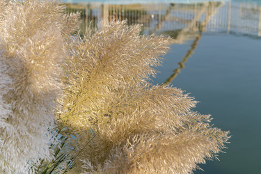 Растение кортадерия (Cortaderia selloana) с пушистыми шипами, растущее и цветущее в общественном парке - Slavina