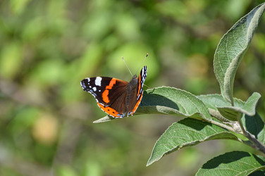 Бабочка адмирал (red admiral) отдыхает на ветке яблони - Sveetlana