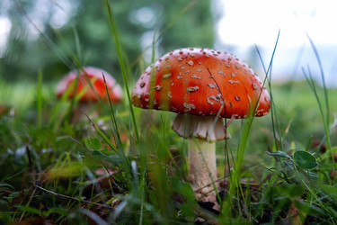 мухомор в лесной траве - OlgaGubskaya