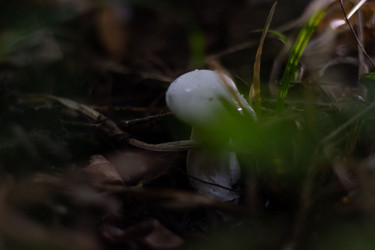 Крупный план белого гриба, похожего на мухомор вонючий (Amanita virosa) - AleksSu