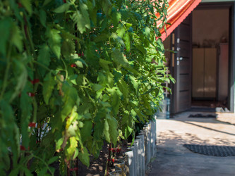 Зеленые растения у входа в дом — летний фон Green Plants at a House Entrance — Summer Background - Pilipanastasia